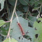 Caterpillar