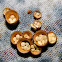 Common bird's-nest fungus