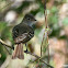 Small-billed Elaenia