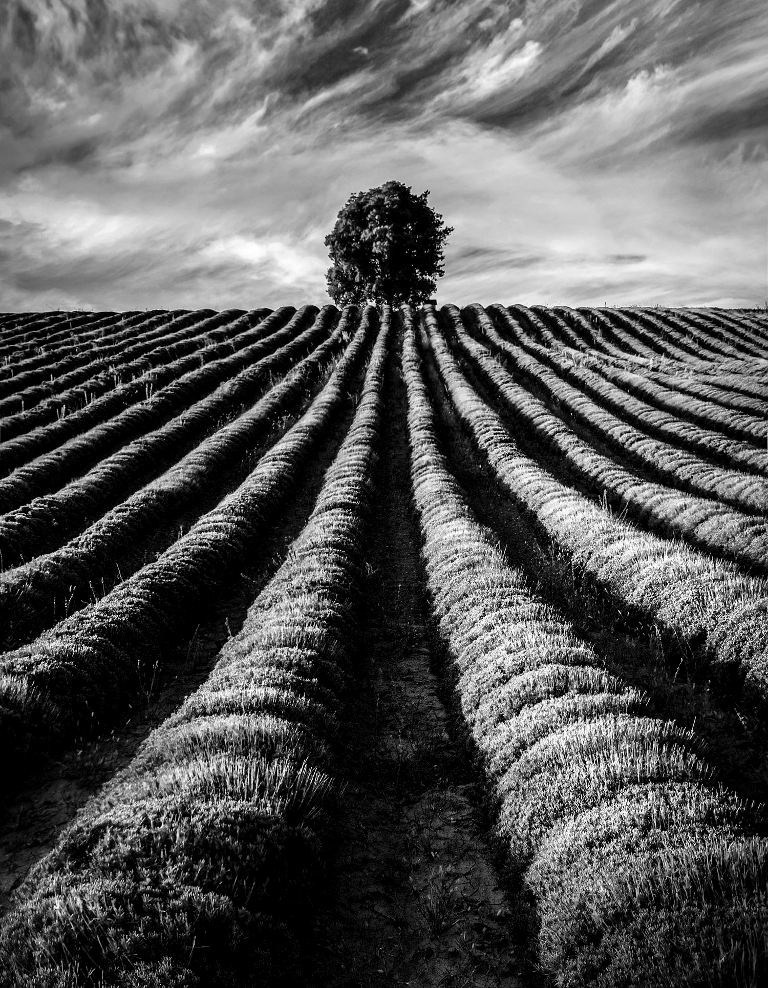 Albero solitario di Livius