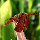 Red grasshawk dragonfly