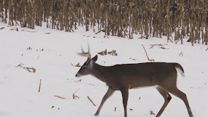 Iowa Land of the Giants, Part 2 thumbnail