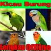Kicau Aneka Burung Lengkap
