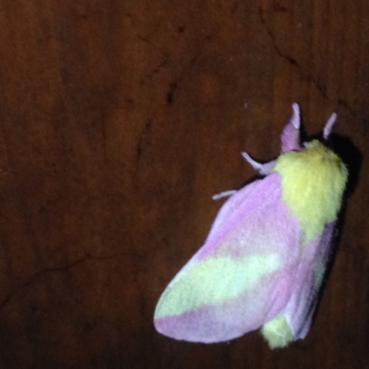 Rosy maple moth