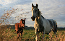 Horses Wallpapers New Tab Theme small promo image