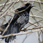 Great-tailed Grackle