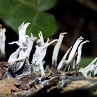 Candlesnuff fungus