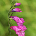 Turkish marsh gladiolus