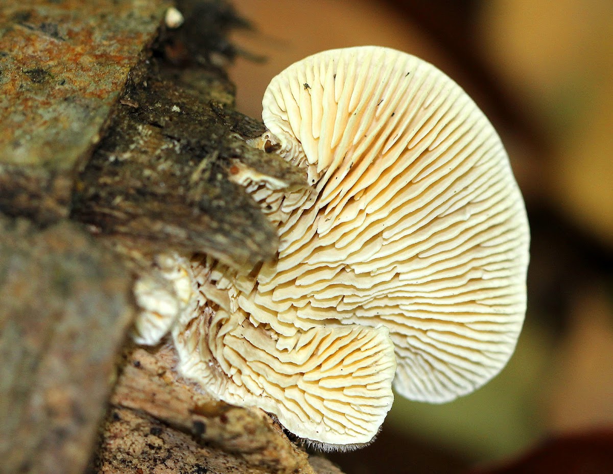 Gilled Polypore