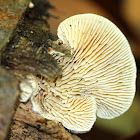 Gilled Polypore