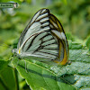 Striped Albatross.