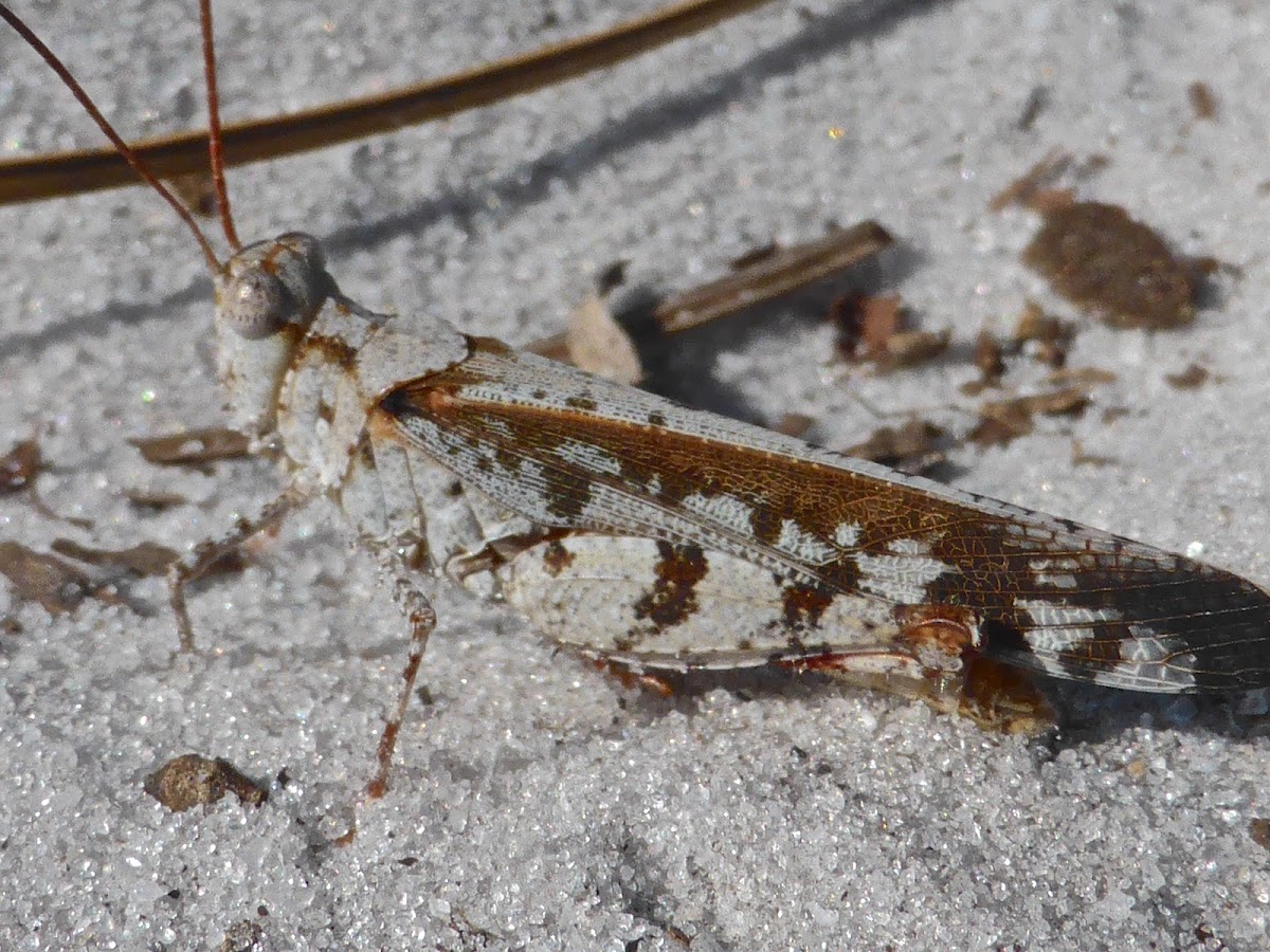 Southern Marbled Grasshopper ♂