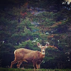 blacktail deer