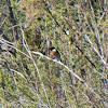 Stonechat; Tarabilla Común