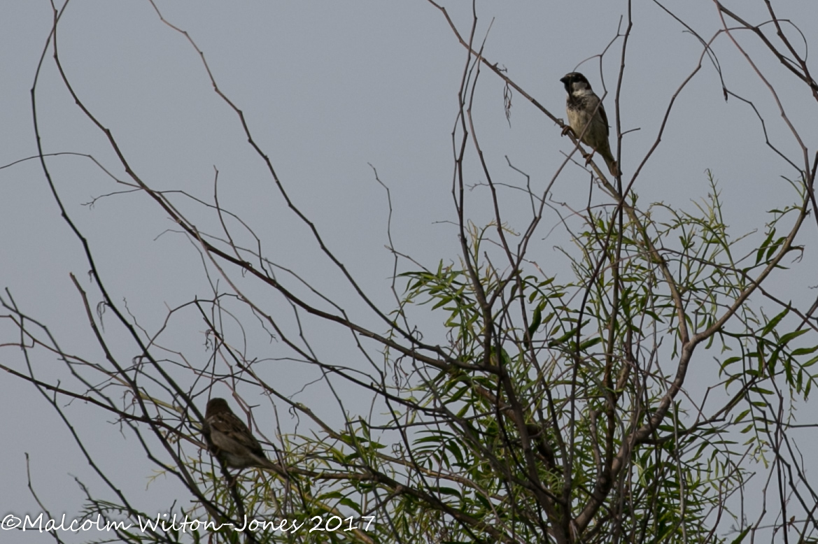 House Sparrow; Gorrión Común