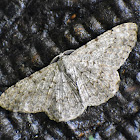 Geometer Moth