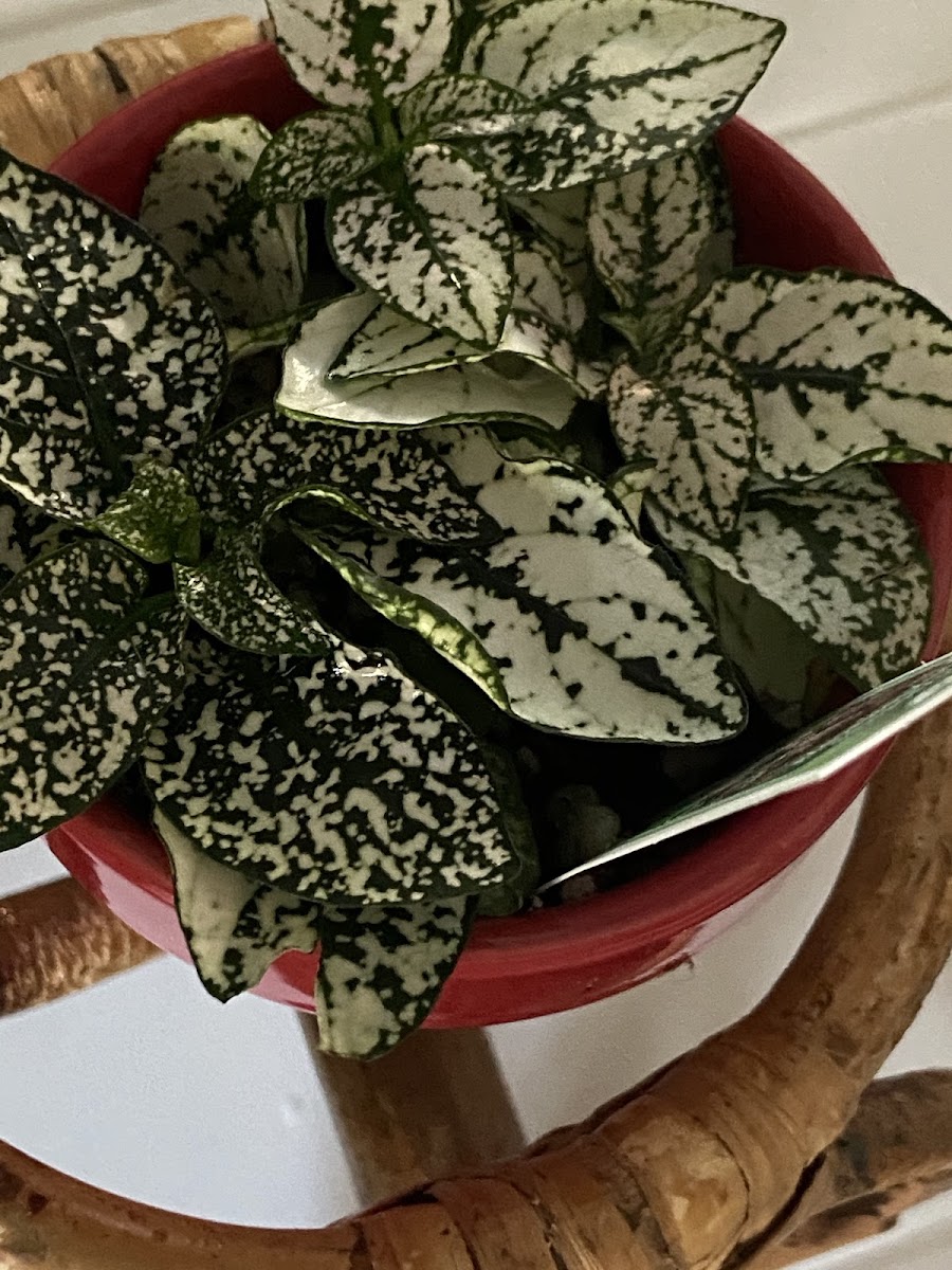 Hypoestes