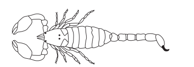 Phylum VIII. Arthropoda - The Animals with Jointed Feet