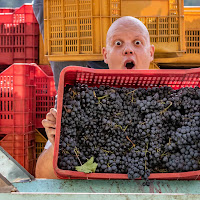 Siamo di Vendemmia!!! di 