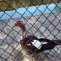 Muscovy Duck