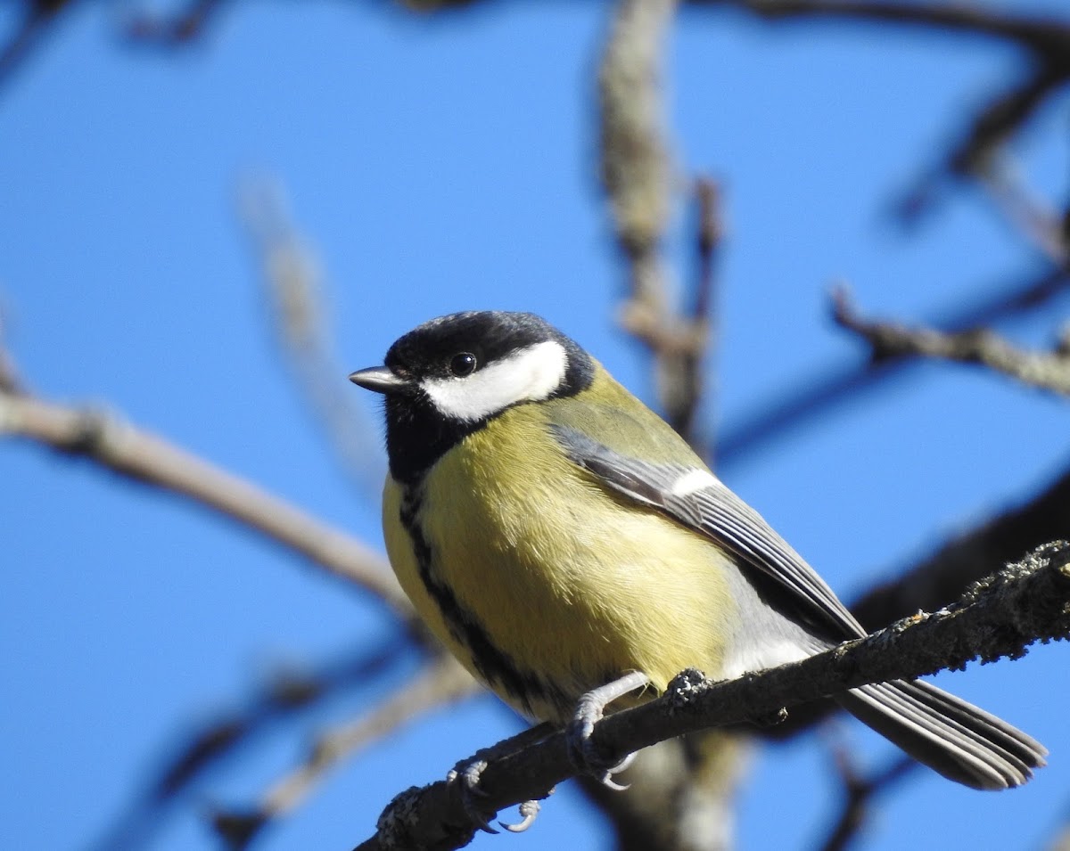 Great tit