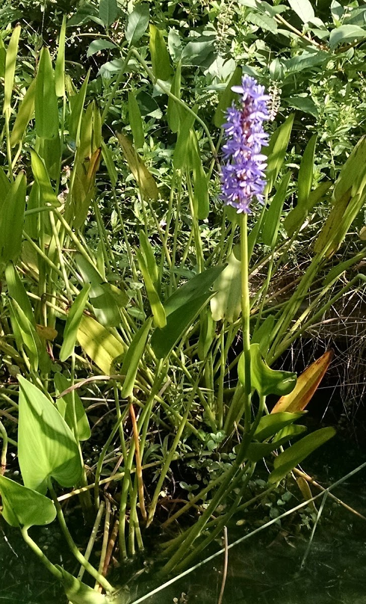 Pickerel Weed