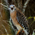 Red-shouldered Hawk