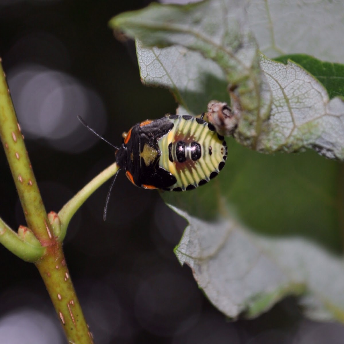 Green Stink Bug (Nymph)