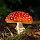 Mushroom Wallpapers FullHD New Tab