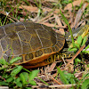 Florida Chicken Turtle