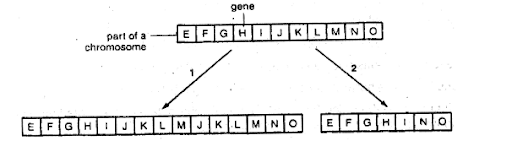 Mutation