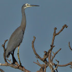 White-faced Heron