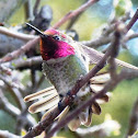 Annas Hummingbird