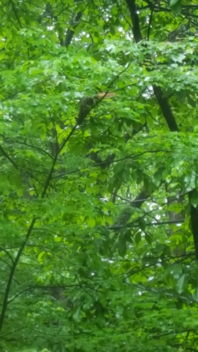 Eastern Gray Squirrel