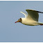 Brown-headed Gull