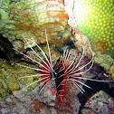 Clearfin lionfish