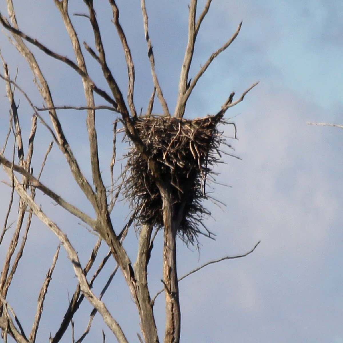 Bald Eagle (Nest)