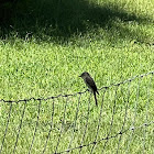 Eastern wood pewee