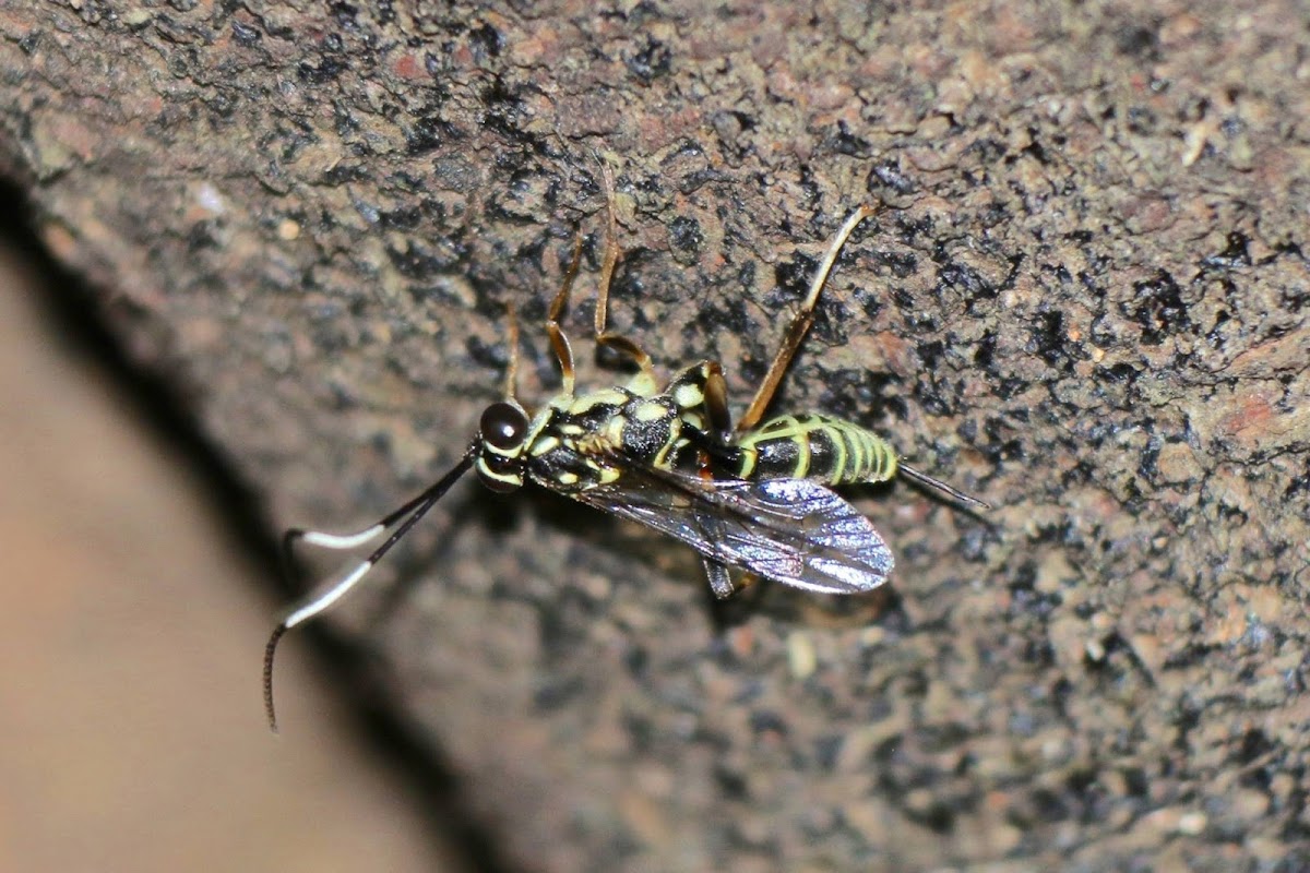 Black and White Banded Abdomen Ichneumon Wasp