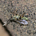 Black and White Banded Abdomen Ichneumon Wasp