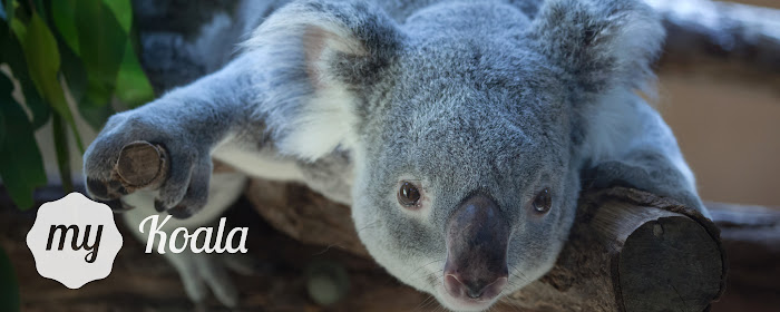 My Koala Bear - Adorable Koala HD Wallpapers marquee promo image