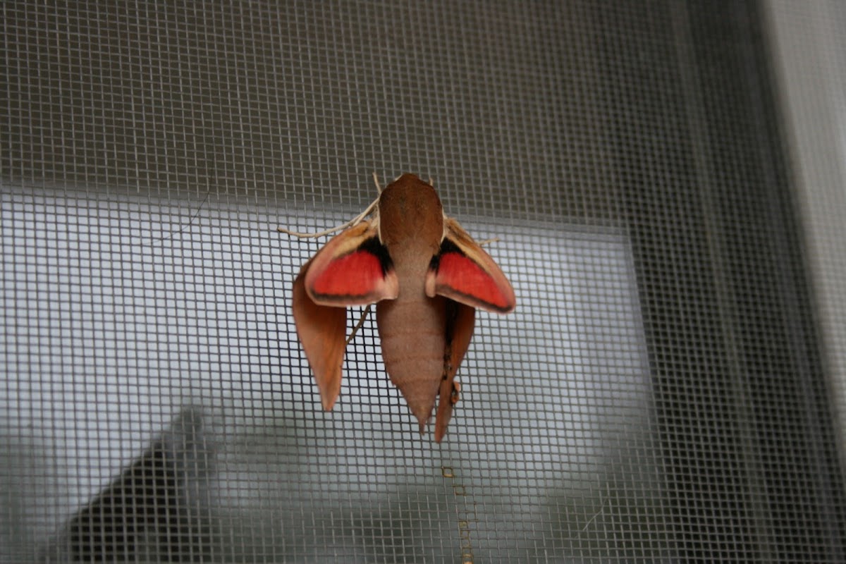 Levant Hawk Moth