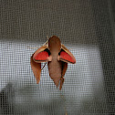 Levant Hawk Moth