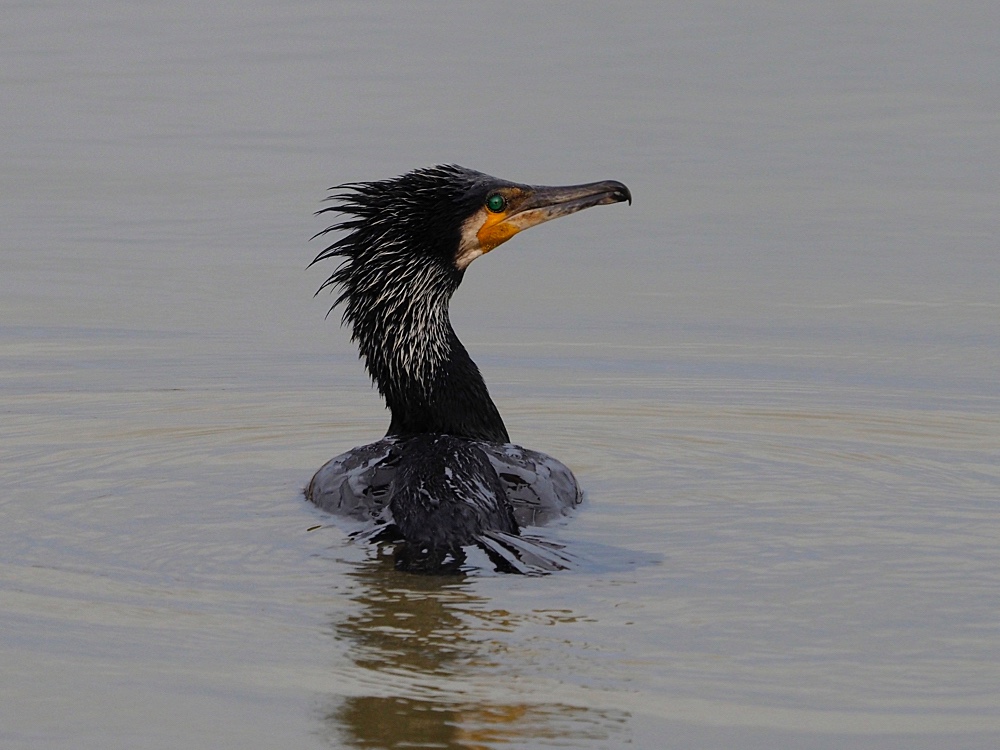 Cormorán grande (Great cormorant)