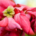 Red flowers and leaves