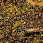 European green woodpecker