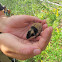 Norway lemming cub