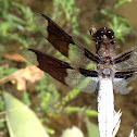 Common Whitetail, male