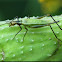 Black-horned Tree Cricket