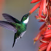 White-throated hummingbird